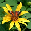 NYMPHALIDAE, Anartia amathea